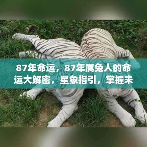 揭秘87年属兔人的命运走向，星象指引下的未来解密