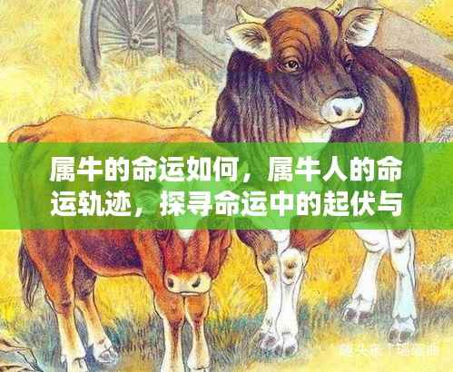 属牛人的命运探索，起伏与机遇的轨迹
