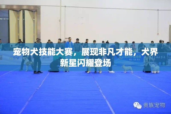 宠物犬技能大赛，展现非凡才能，犬界新星闪耀登场